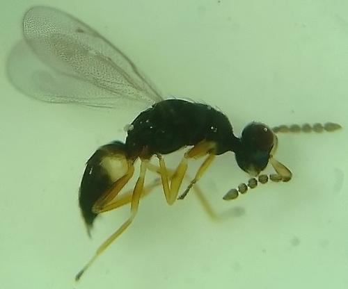 Elachertus lateralis